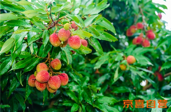 京东京喜启动百大生鲜基地计划 首站助力茂名荔枝产业带稳增长