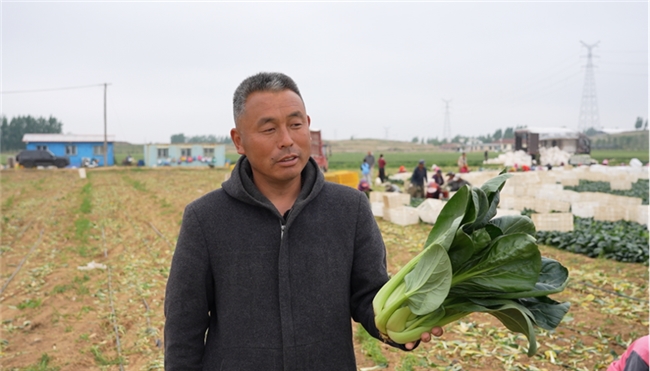 一肥六效，鲁花花生肽肥的化肥替代之路——在田间地头实地探访鲁花花生肽肥六大“超能力”