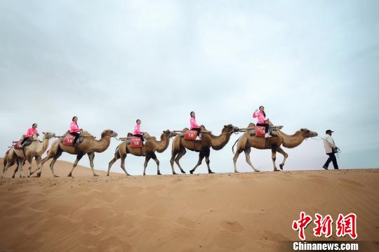 珠江形象大使全国十强学员在宁夏沙坡头沙漠骑骆驼 龚雪 摄